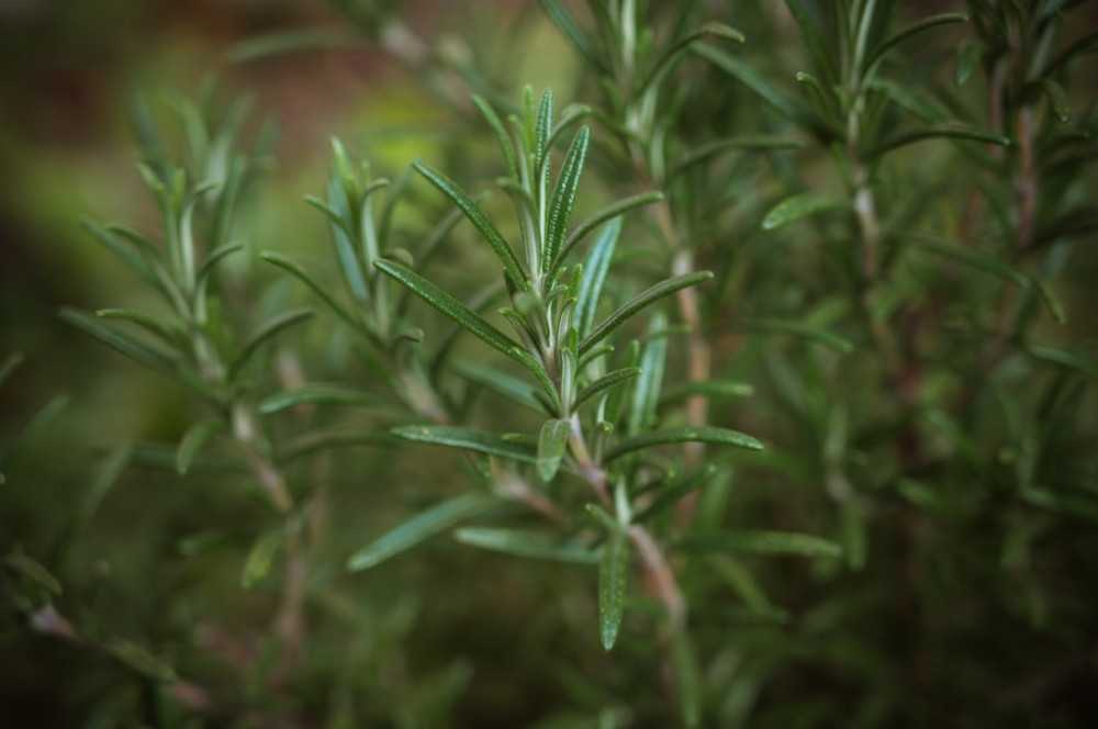 7 Easy to Grow Herbs