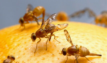 How to Get Rid of Fruit Flies in Your Home